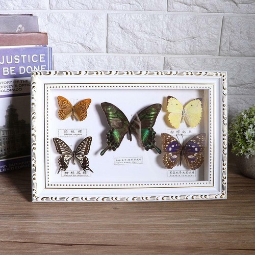 Exquisite butterflies insect - butterflies,