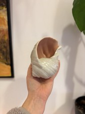 Vintage Poole Pottery Conch