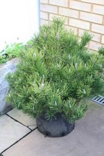 Large Pinus Mugo Mugo 20 Litre