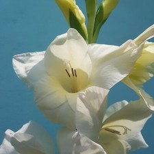 10x Gladioli Nanus WHITE