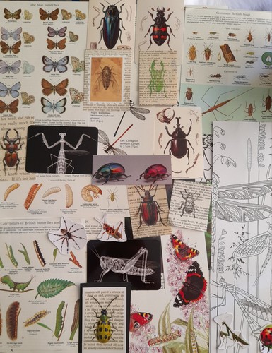 Insect butterfly beetle - &,