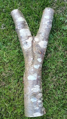 Silver birch log with - , natural