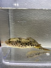Spotted Congo Puffer Fish