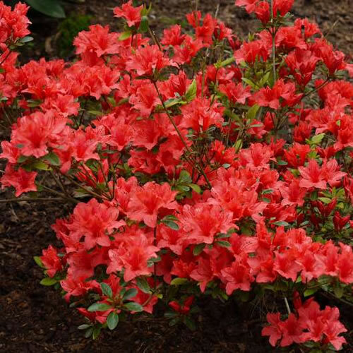 Azalea orange beauty - x, 'orange