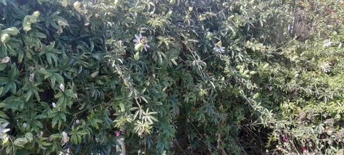 Passion flower plant ready - ,