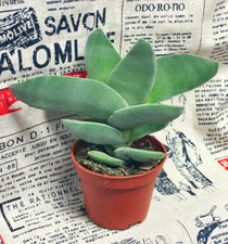 Crassula falcata, Succulents