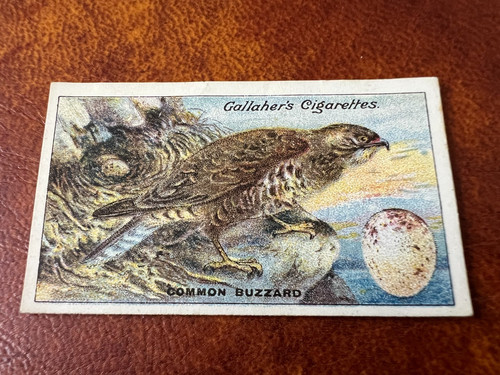 Gallaher birds nests eggs - -,
