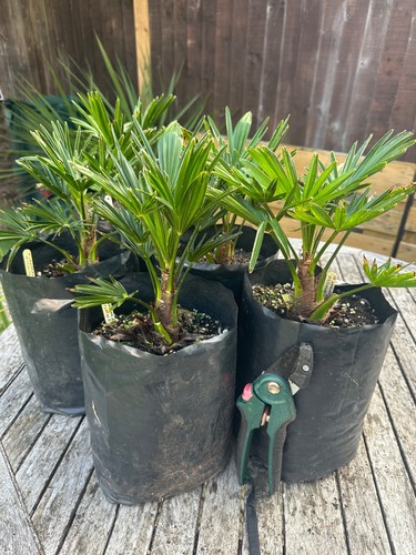 Trachycarpus wagnerianus 4 - trachycarpus,