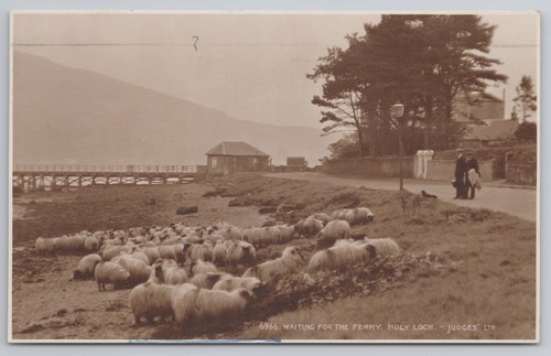 Holy loch sheep - holy, for