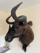 Shoulder mount wildebeest - -,