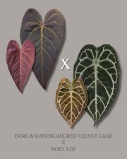 Anthurium (Dark & Handsome x