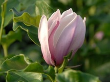MAGNOLIA PLANT PINK/WHITE