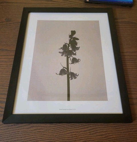 Bluebell art print claire - print, by