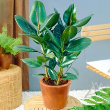 Ficus robusta rubber - ficus,