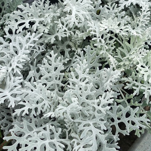 Cineraria silver dust - cineraria,