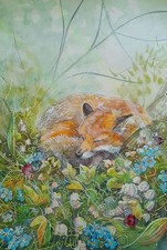 Kay Dawson watercolours  A3 Valley Fox WATERCOLOr
