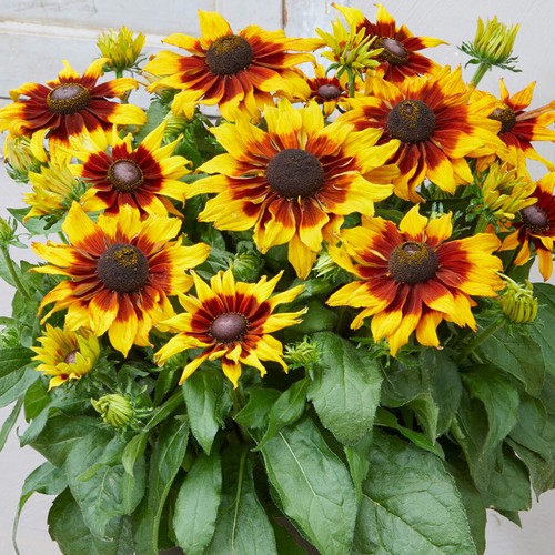 Rudbeckia summerina sizzling - rudbeckia,