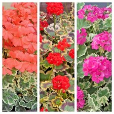 Geranium Fancy Leaf Varieties Plants with Nice Flowers too in 9cm Pots