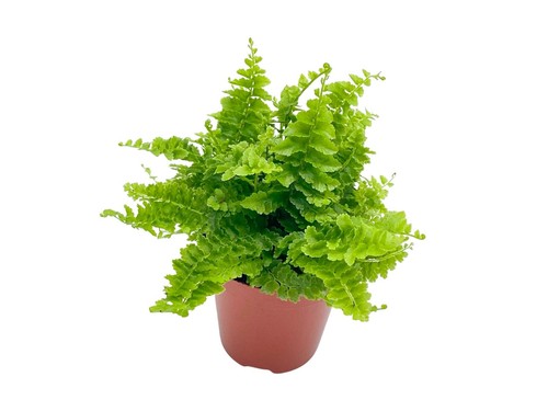 Nephrolepis green fantasy - nephrolepis,