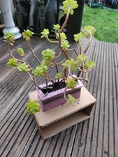 Large Succulent Plants, Super Easy Care Great For Starters