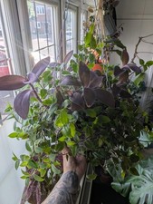 Established Tradescantia