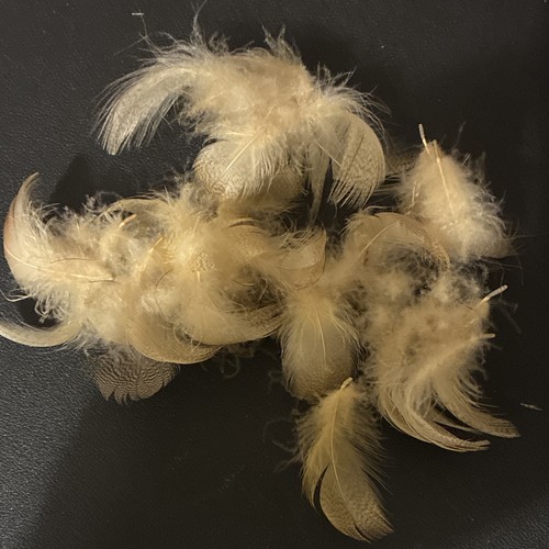 Black canyon flies supplies - canyon, &