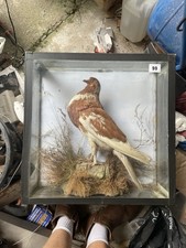 Antique Taxidermy Feral Pigeon