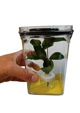 Stick Insect  Nursery Tank