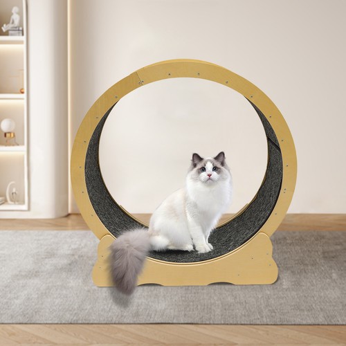 Cat running wheel exercise - wheel,