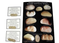 Devonian ostracod rich - devonian,