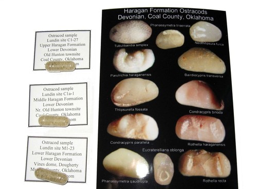 Devonian ostracod rich - 3,