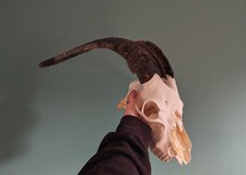 Goat Skulls, Skulls, Bones