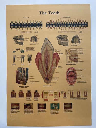 Human anatomy poster vintage - poster,