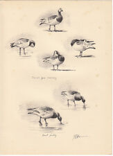 1937 historical print of  geese  ! by j.c.harrison