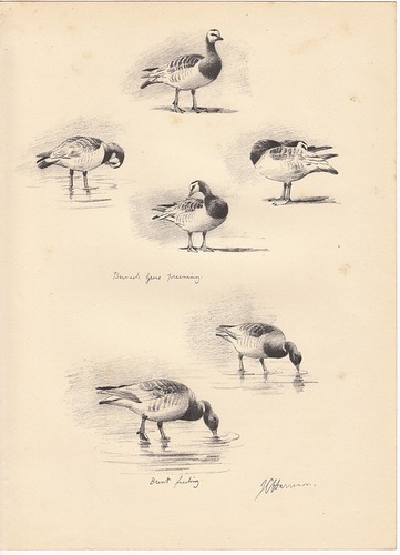 1937 historical print - , of