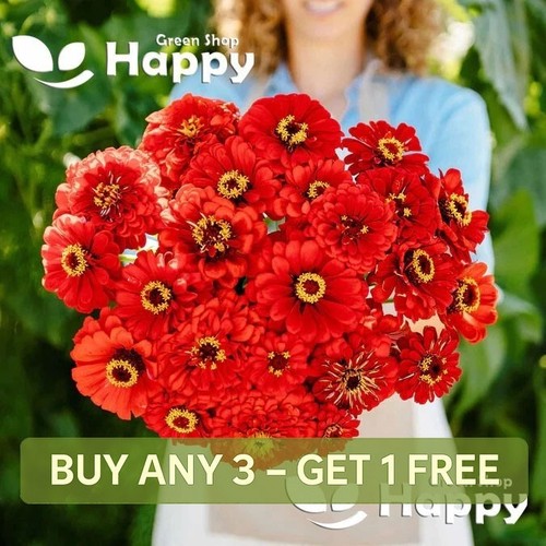 Zinnia dahliaflowered red - red,