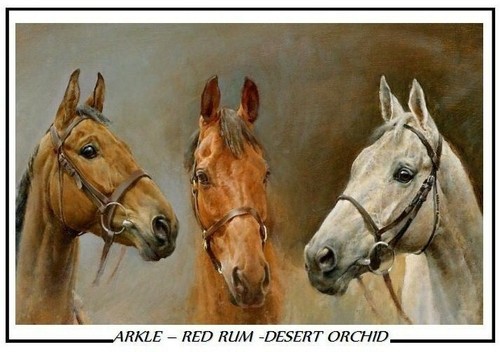 Arkle red rum - ,