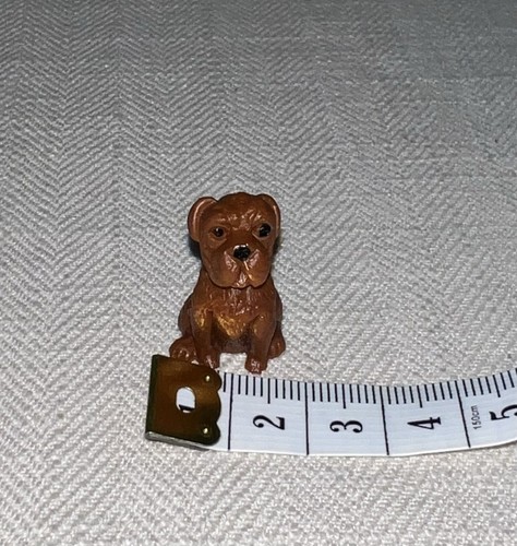 Boxer pit bull - dog?, micro