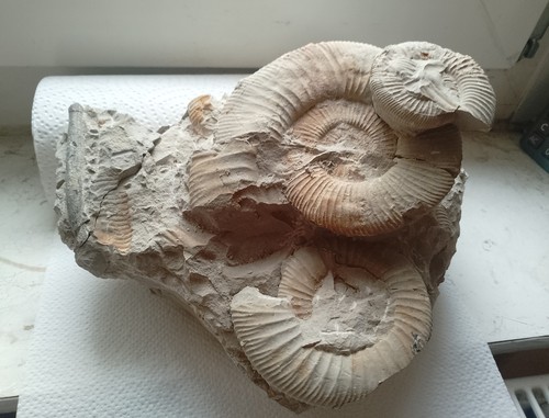 Ammonites pieces 2 - ammonites, 3