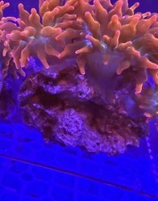 Rose bubble tip anemone