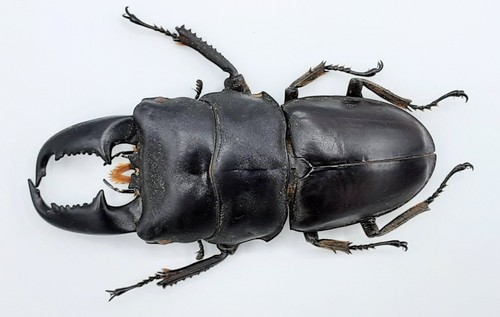 Lucanidae serrognathus - lucanidae,,