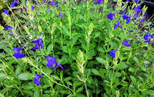 Salvia blue note plug - x3,