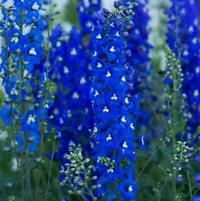 Delphinium Garden Ready 'Blue