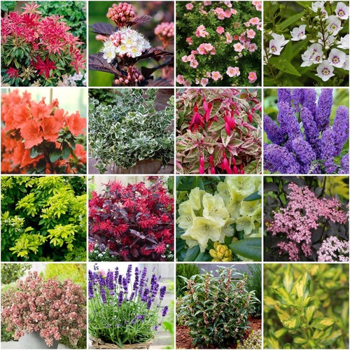 X12 small garden shrub - garden,