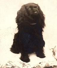 c1905 RPPC Beautiful Cocker Spaniel Sitting on Pillow ANTIQUE Postcard 1485