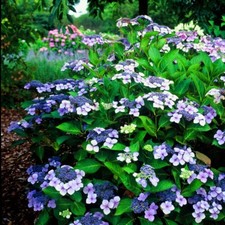 Hydrangea Serrata Bluebird -