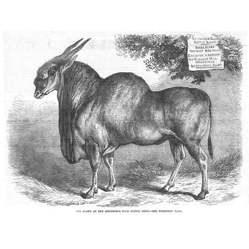London the eland - the, at
