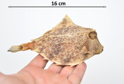 Ornamental taxidermy cowfish - taxidermy,