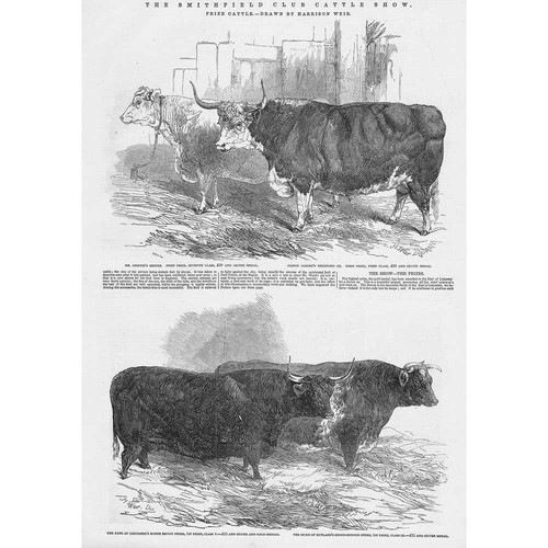 Smithfield cattle club - smithfield,
