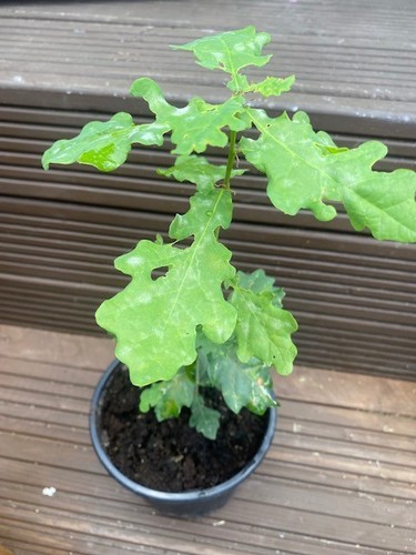 English oak tree - oak,